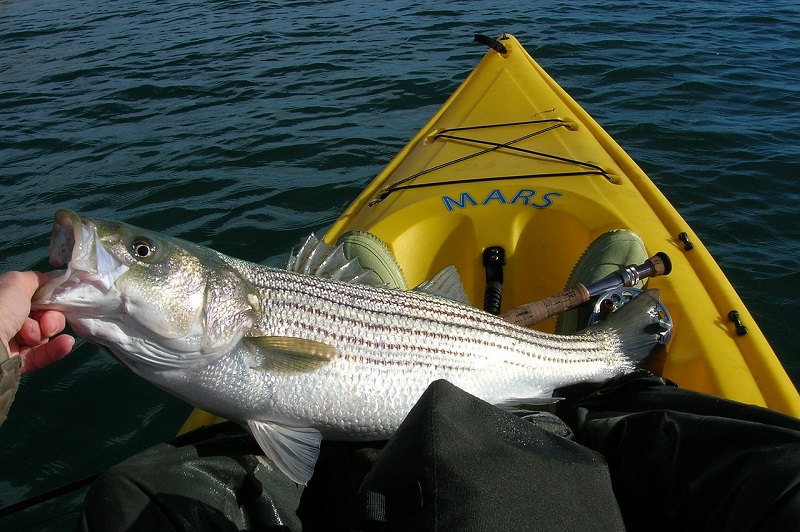 Striped Bass Fish 1