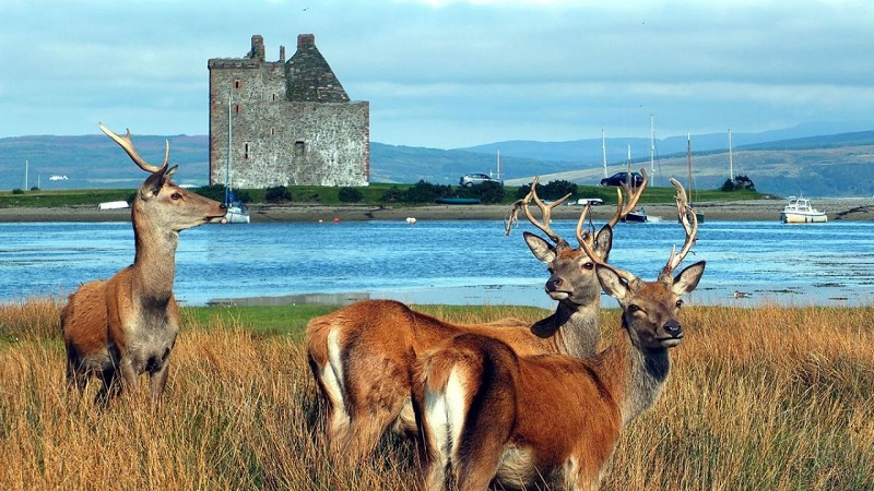 Lochranza Castle