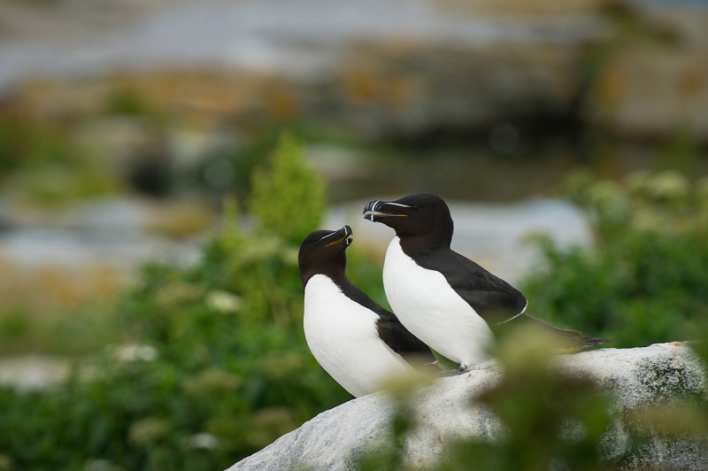 razorbills