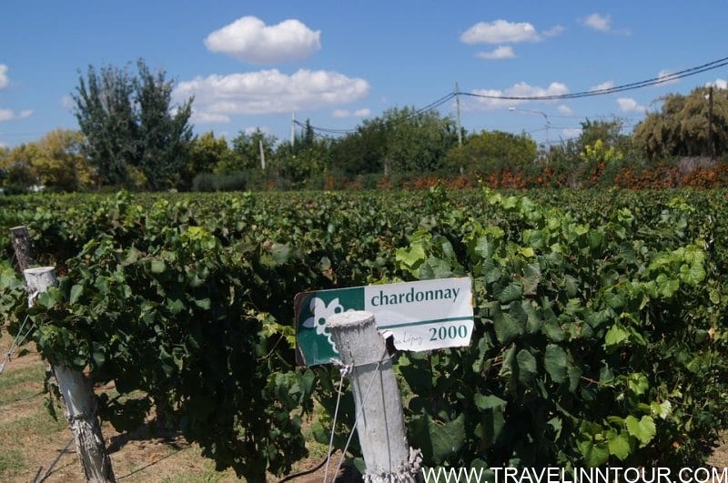 Wine Tourism - Mendoza, Rivers of Wine in Argentina Vineyard Mendoza Wine Chardonnay e1545994445165 - Wine Tourism - Mendoza, Rivers of Wine in Argentina