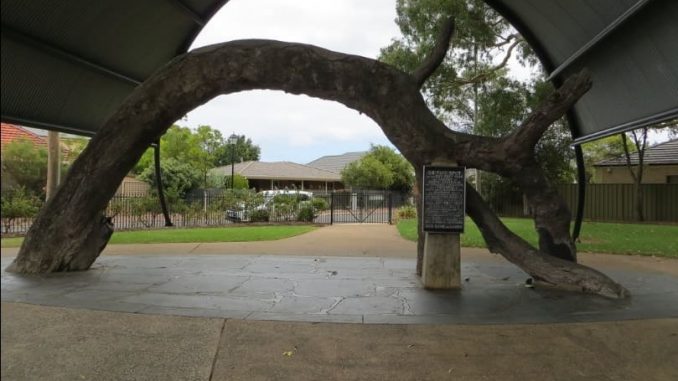 old gum tree - Adelaide Travel Guide - Exploring South Australia