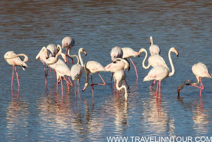 Coto de Donana- wildlife site
