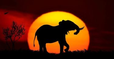 safari vacation in Africa