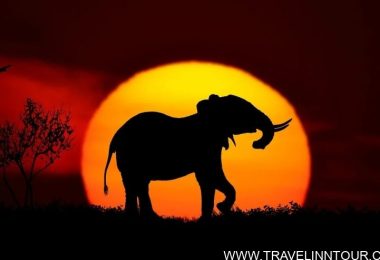 safari vacation in Africa