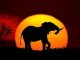 safari vacation in Africa