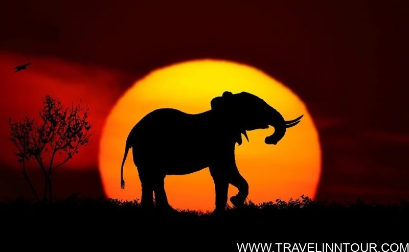 safari vacation in Africa