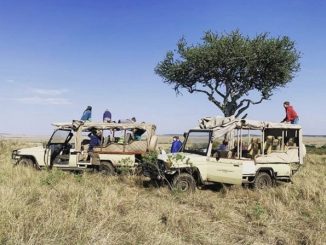 Maasai Mara Safari