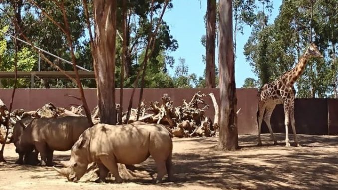 Zoo Santo Inacio Porto Zoo Santo Inacio Porto - Top 10 Sights in Porto