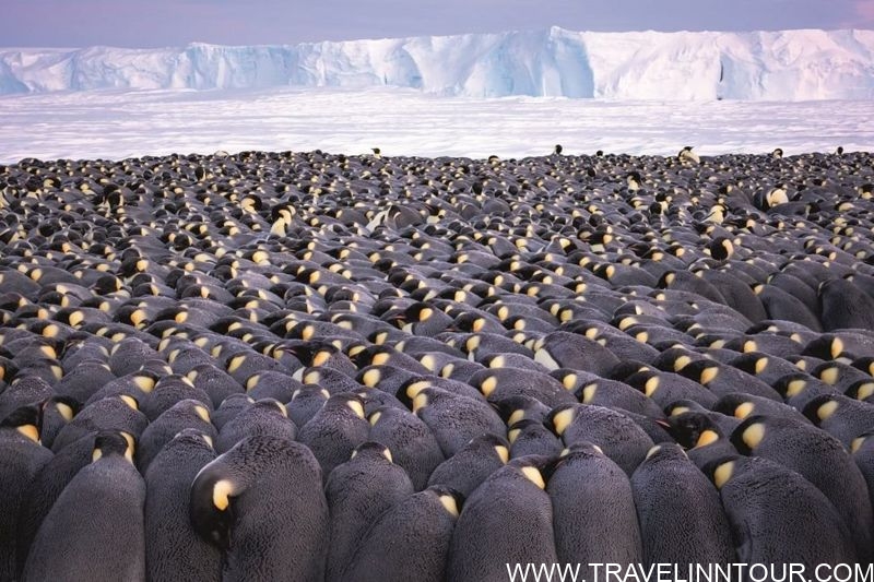 Emperor Penguins