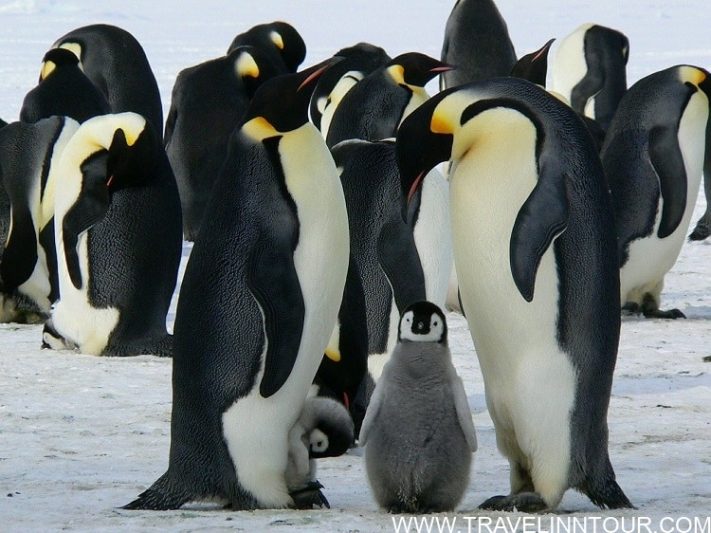 Winter With Emperor Penguins In Antarctica 1