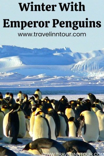 Winter With Emperor Penguins In Antarctica