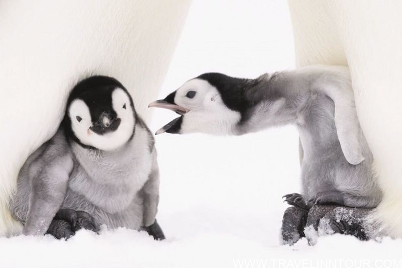 Winter in Antarctica 