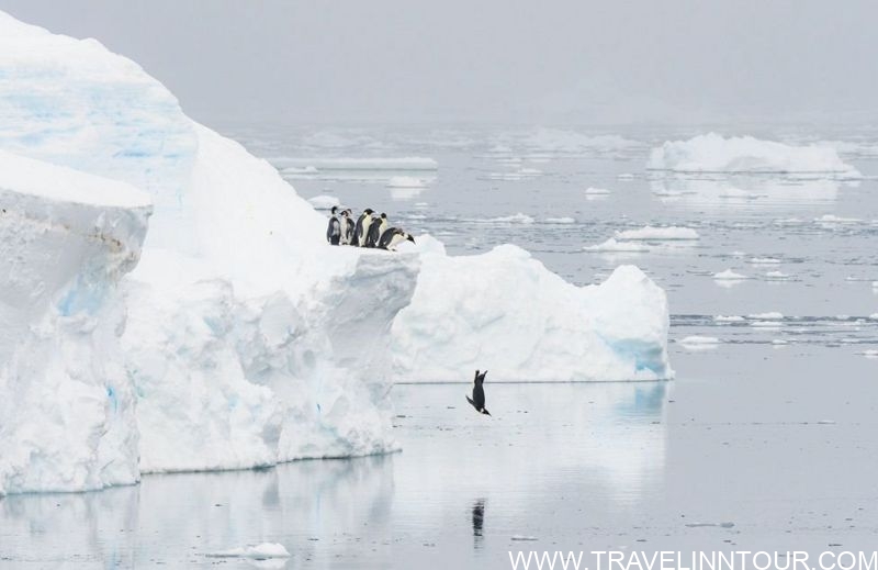  penguins in Antarctica 