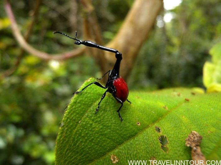 giraffe neck weevil giraffe neck weevil 1