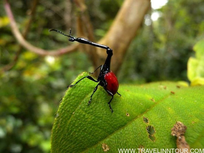 Giraffe neck beetle 1