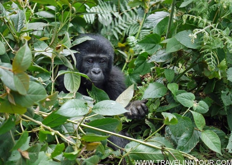 Gorilla Trekking In Uganda Best African Countries To Visit