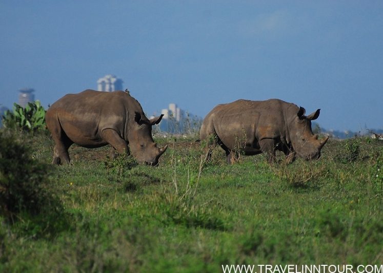 Nairobi National Park Kenya