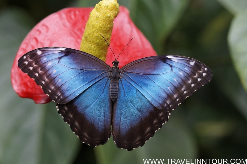 blue morpho butterfly