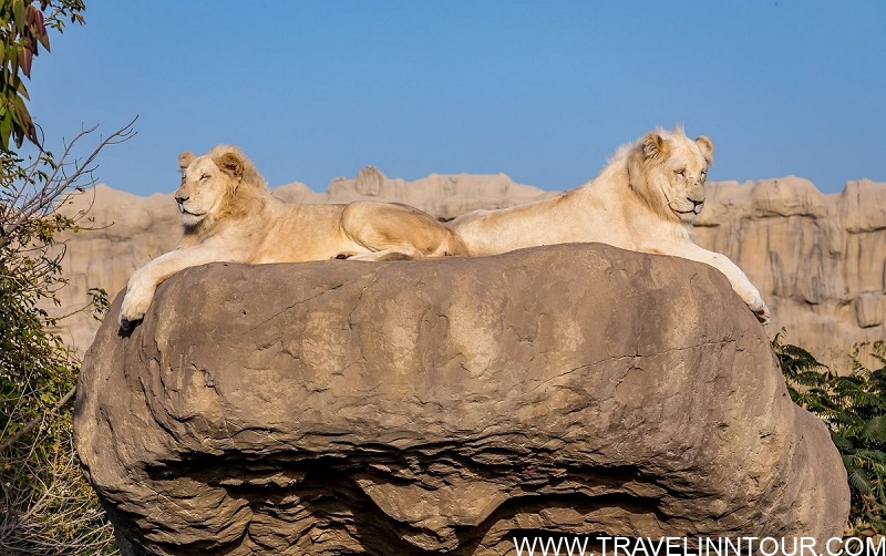 dubai safari