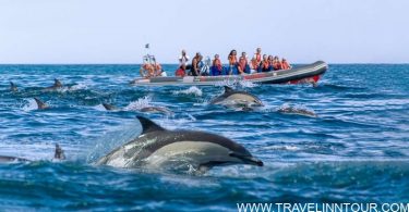 Dolphin Safaris