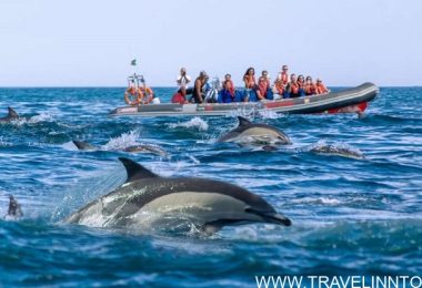 Dolphin Safaris