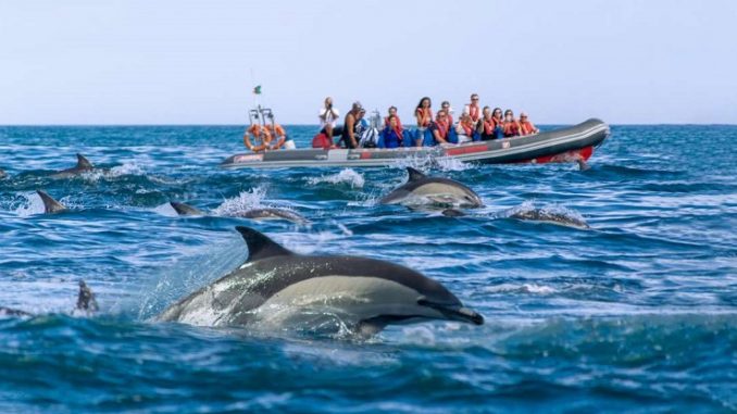 Dolphin Safaris Dolphin Safaris