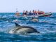 Dolphin Safaris