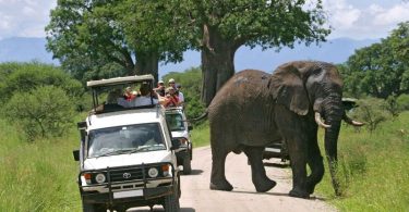Roam with the Majestic Beasts Safari Vacations in Africa