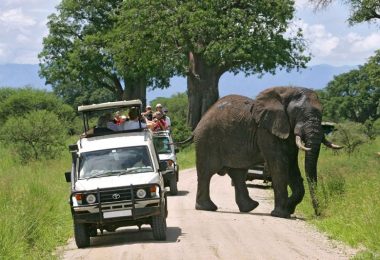 Roam with the Majestic Beasts Safari Vacations in Africa