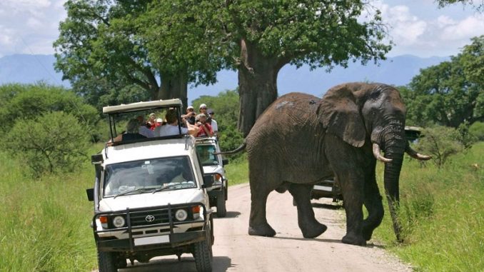 Roam with the Majestic Beasts Safari Vacations in Africa Roam with the Majestic Beasts Safari Vacations in Africa