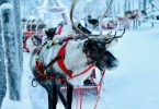 Activities to Do in Lapland