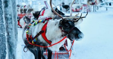 Activities to Do in Lapland