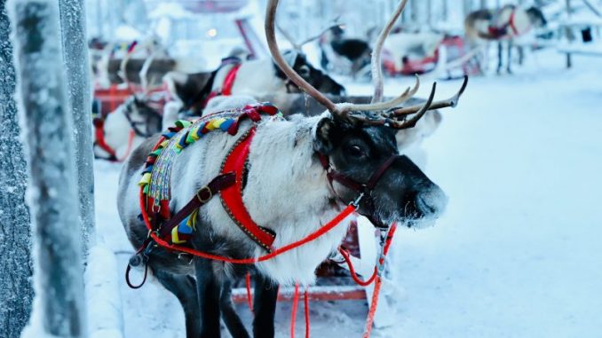 Activities to Do in Lapland Activities to Do in Lapland