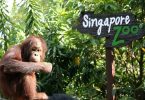 Singapore Zoo