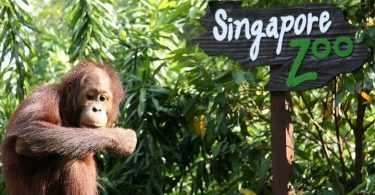 Singapore Zoo