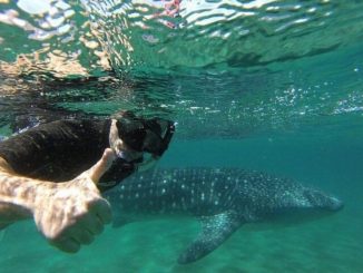 dream of swimming with whales