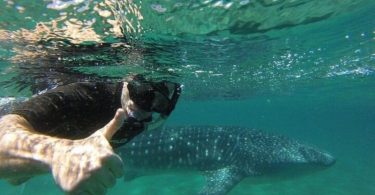 dream of swimming with whales