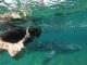 dream of swimming with whales