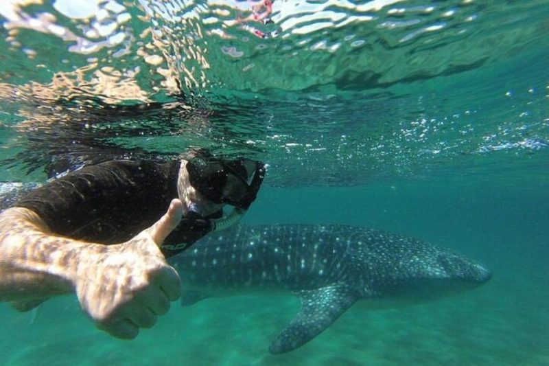 dream of swimming with whales