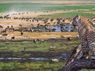 Manyara Safari