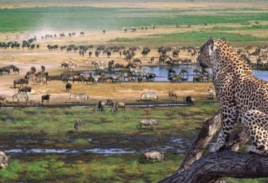 Manyara Safari
