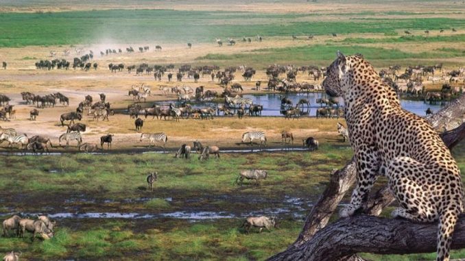 Manyara Safari