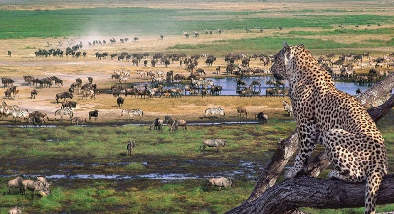 Manyara Safari