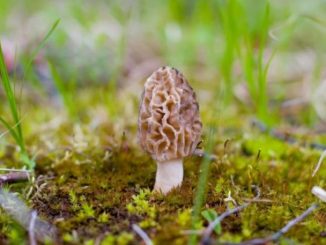 Mushroom Fest 32