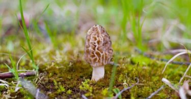 Mushroom Fest 32
