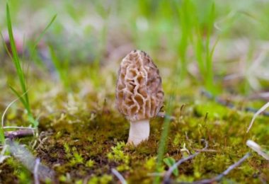 Mushroom Fest 32