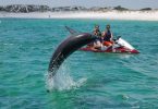 Swimming with Dolphins in Destin Florida 457