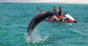 Swimming with Dolphins in Destin Florida 457
