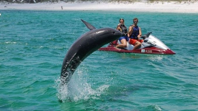 Swimming with Dolphins in Destin Florida 457 Swimming with Dolphins in Destin Florida 457