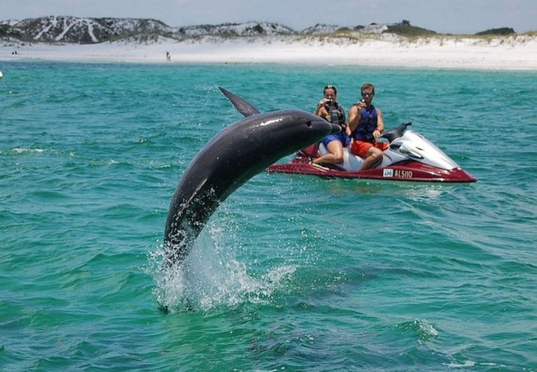 Swimming with Dolphins in Destin Florida 457